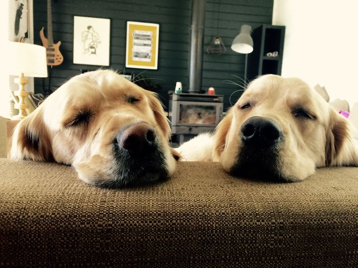 210 Times Golden Retriever Puppies Were The Purest Thing In The World