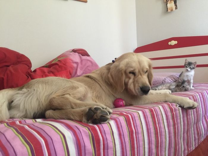 210 Times Golden Retriever Puppies Were The Purest Thing In The World