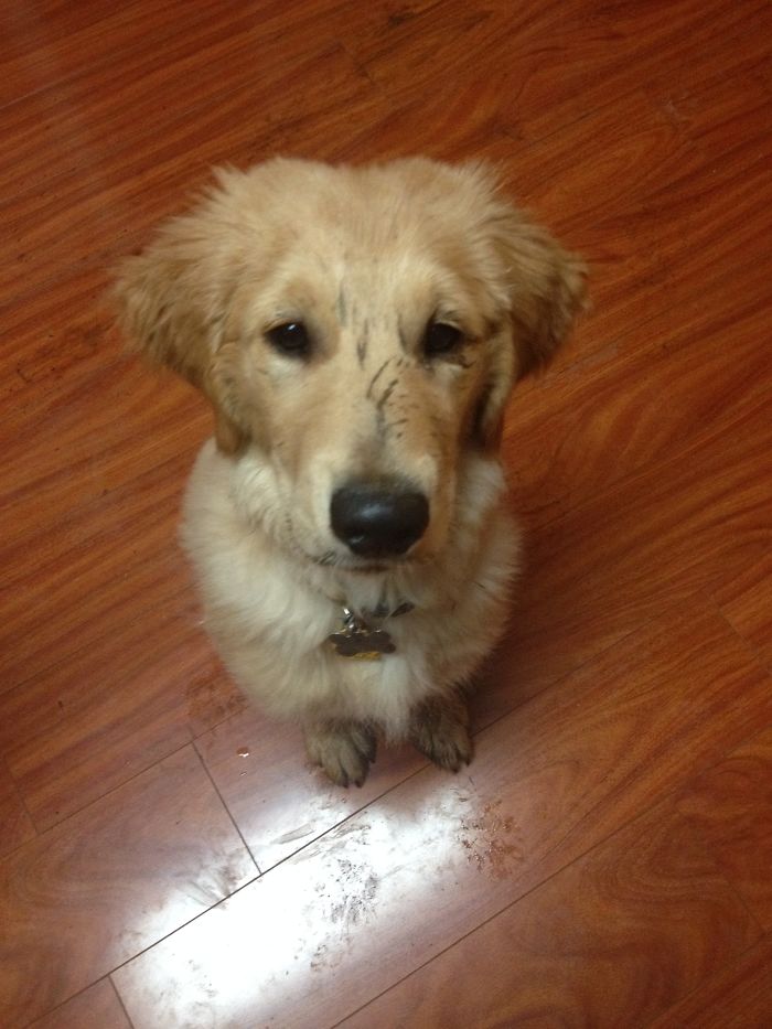 210 Times Golden Retriever Puppies Were The Purest Thing In The World