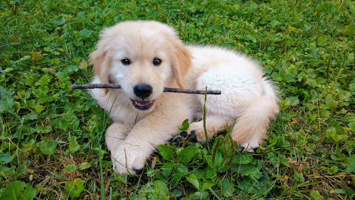 210 Times Golden Retriever Puppies Were The Purest Thing In The World