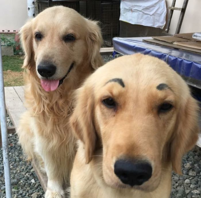 210 Times Golden Retriever Puppies Were The Purest Thing In The World