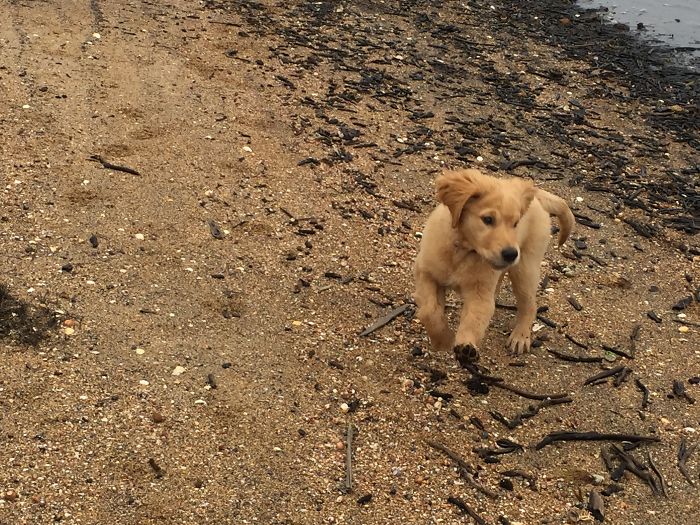 210 Times Golden Retriever Puppies Were The Purest Thing In The World