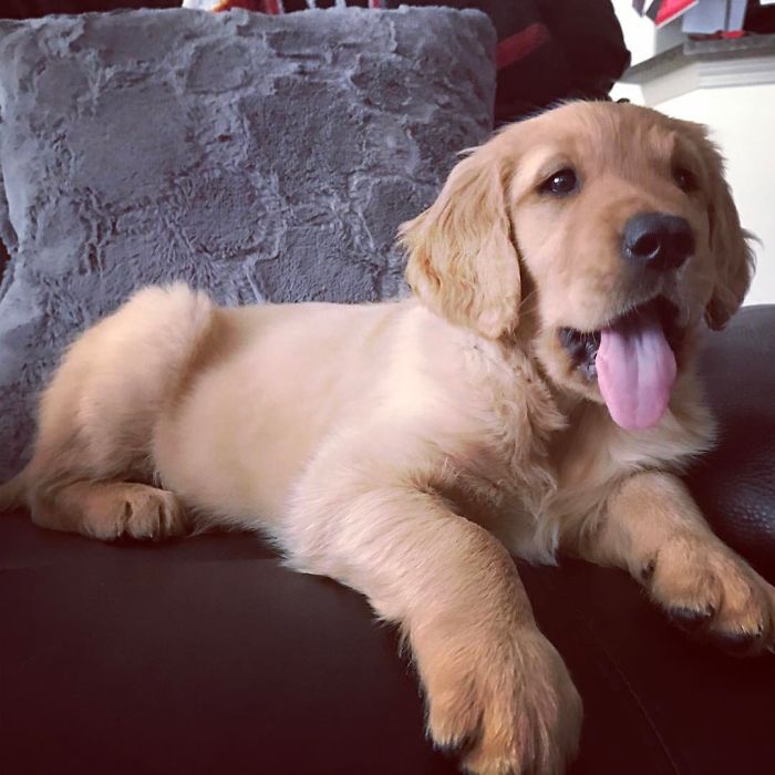 210 Times Golden Retriever Puppies Were The Purest Thing In The World