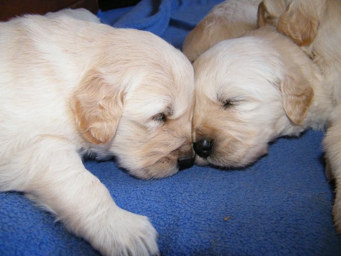 210 Times Golden Retriever Puppies Were The Purest Thing In The World