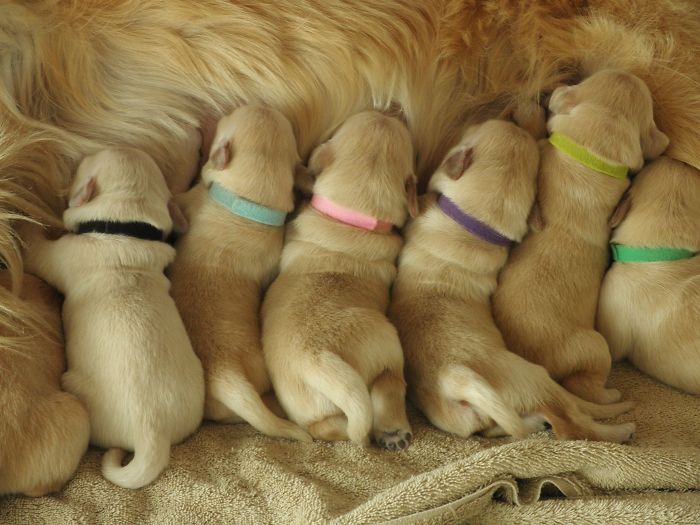 210 Times Golden Retriever Puppies Were The Purest Thing In The World
