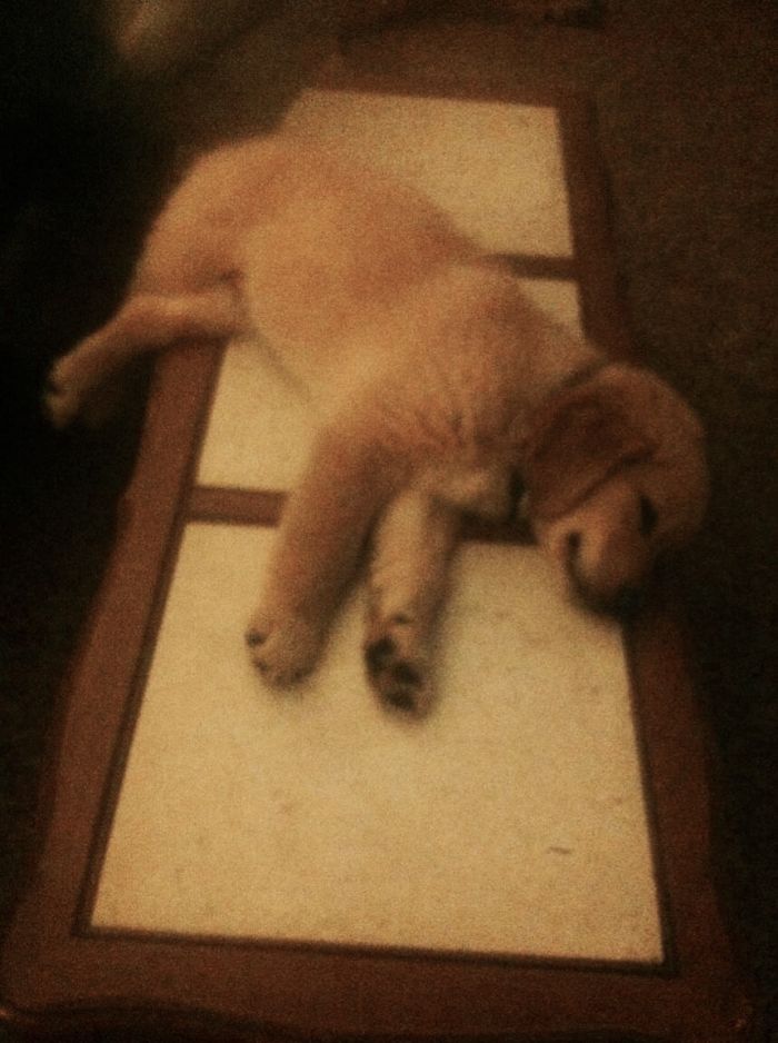 210 Times Golden Retriever Puppies Were The Purest Thing In The World