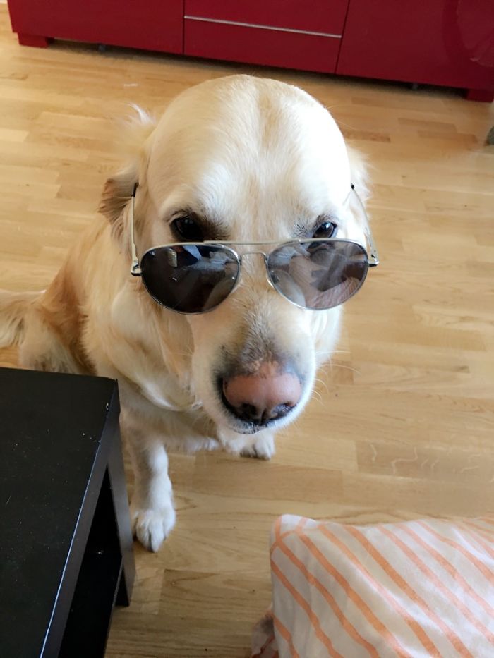 210 Times Golden Retriever Puppies Were The Purest Thing In The World