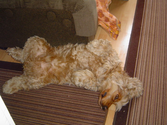 210 Times Golden Retriever Puppies Were The Purest Thing In The World