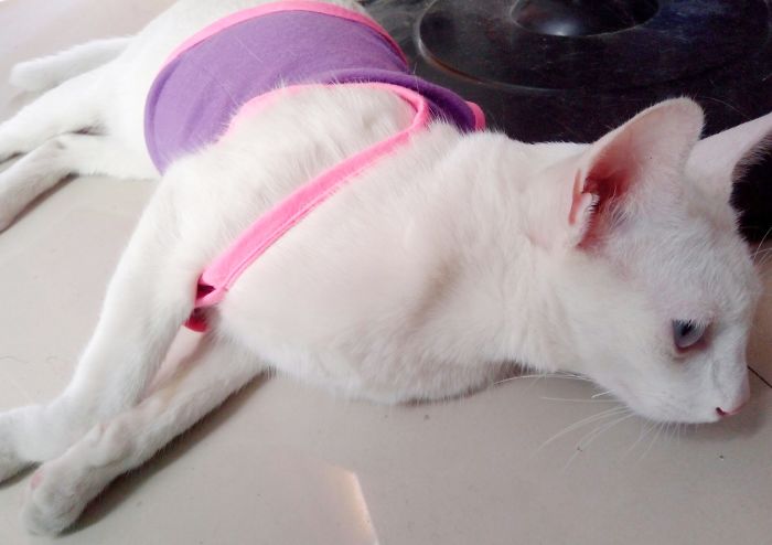 210 Times Golden Retriever Puppies Were The Purest Thing In The World