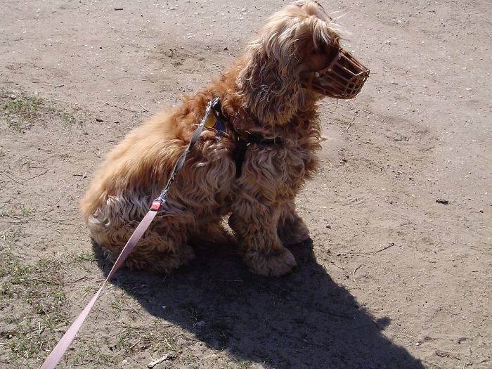 210 Times Golden Retriever Puppies Were The Purest Thing In The World
