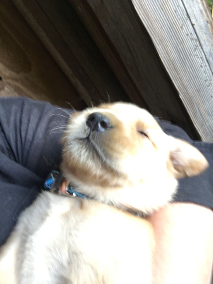 210 Times Golden Retriever Puppies Were The Purest Thing In The World