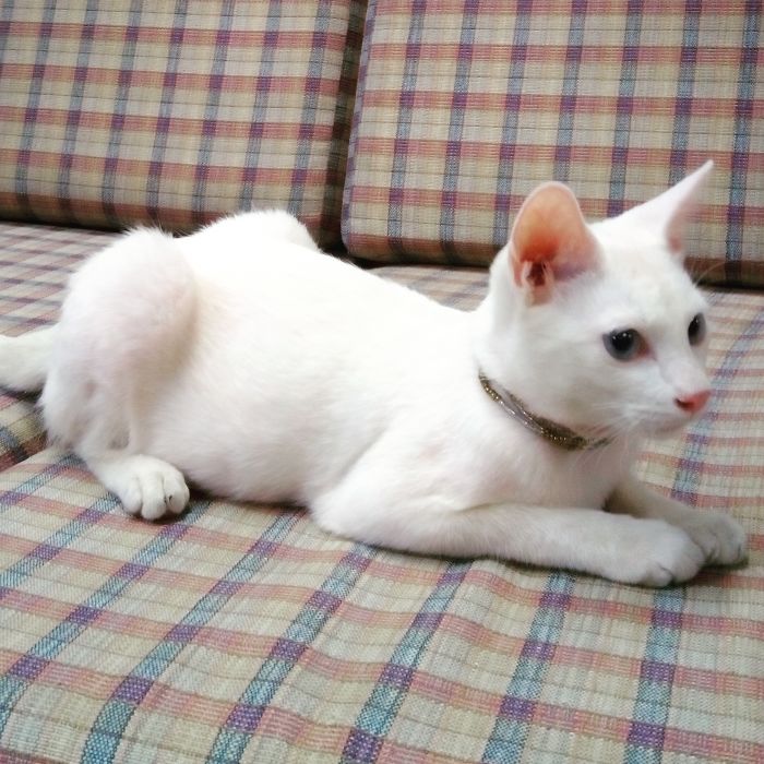 210 Times Golden Retriever Puppies Were The Purest Thing In The World