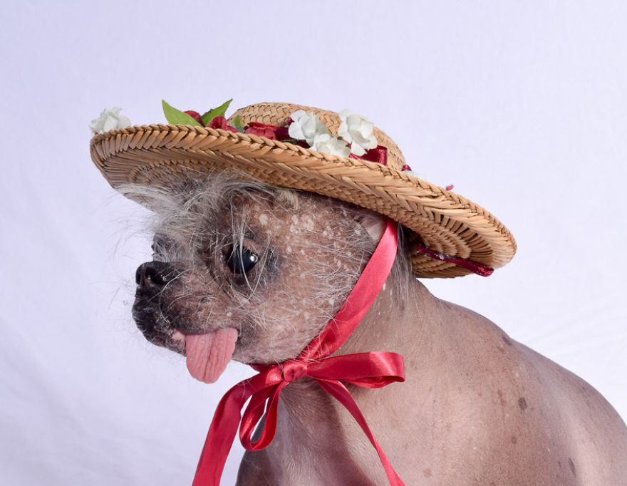 My Unusual Looking Dog Is My Favorite Photo Subject My Unusual Looking Dog Is My Favorite Photo Subject