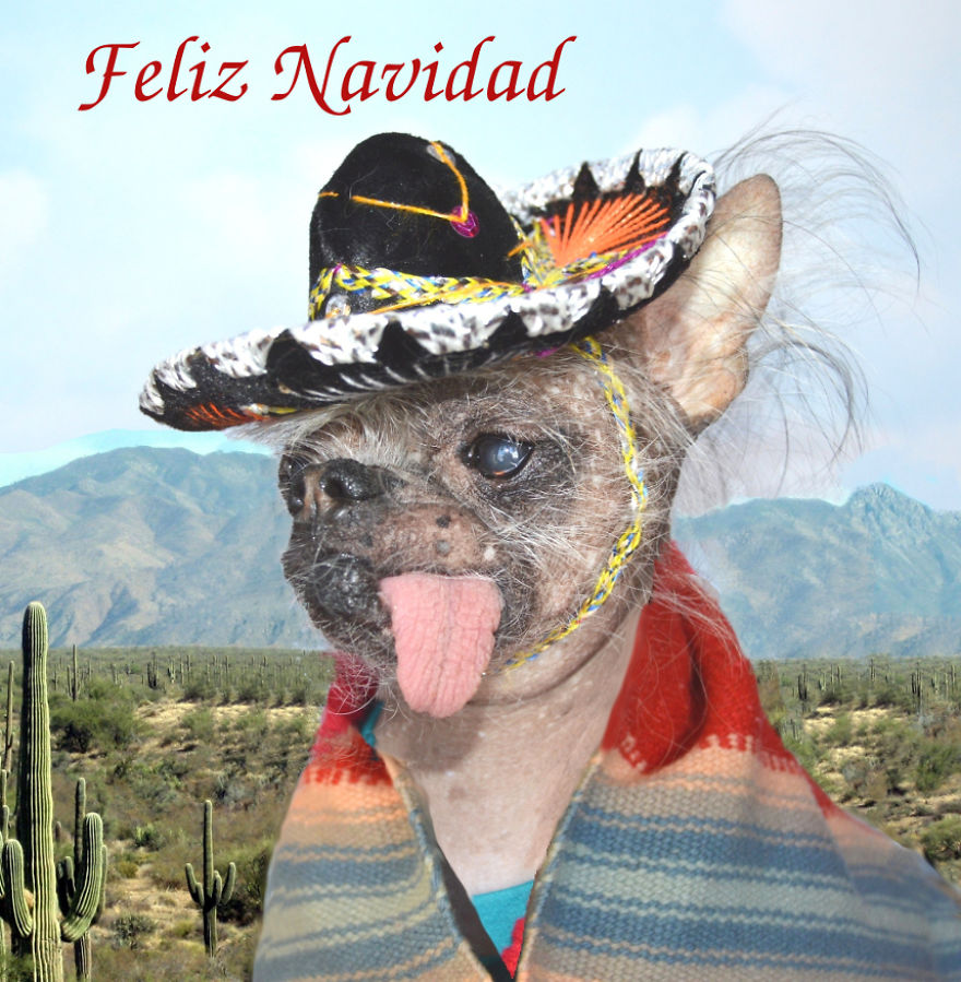 My Unusual Looking Dog Is My Favorite Photo Subject My Unusual Looking Dog Is My Favorite Photo Subject