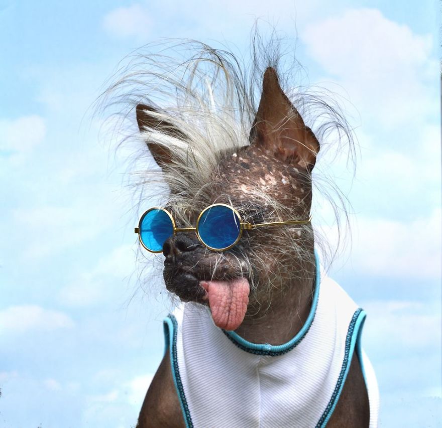 My Unusual Looking Dog Is My Favorite Photo Subject My Unusual Looking Dog Is My Favorite Photo Subject