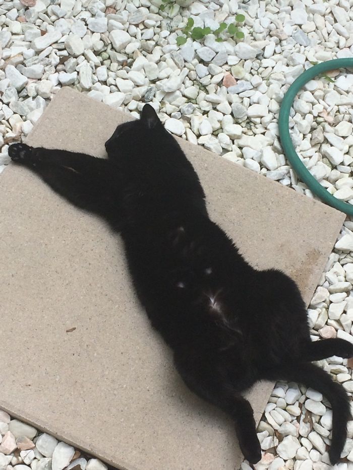 Meet My Beautifully Unphotogenic Cats Meet My Beautifully Unphotogenic Cats