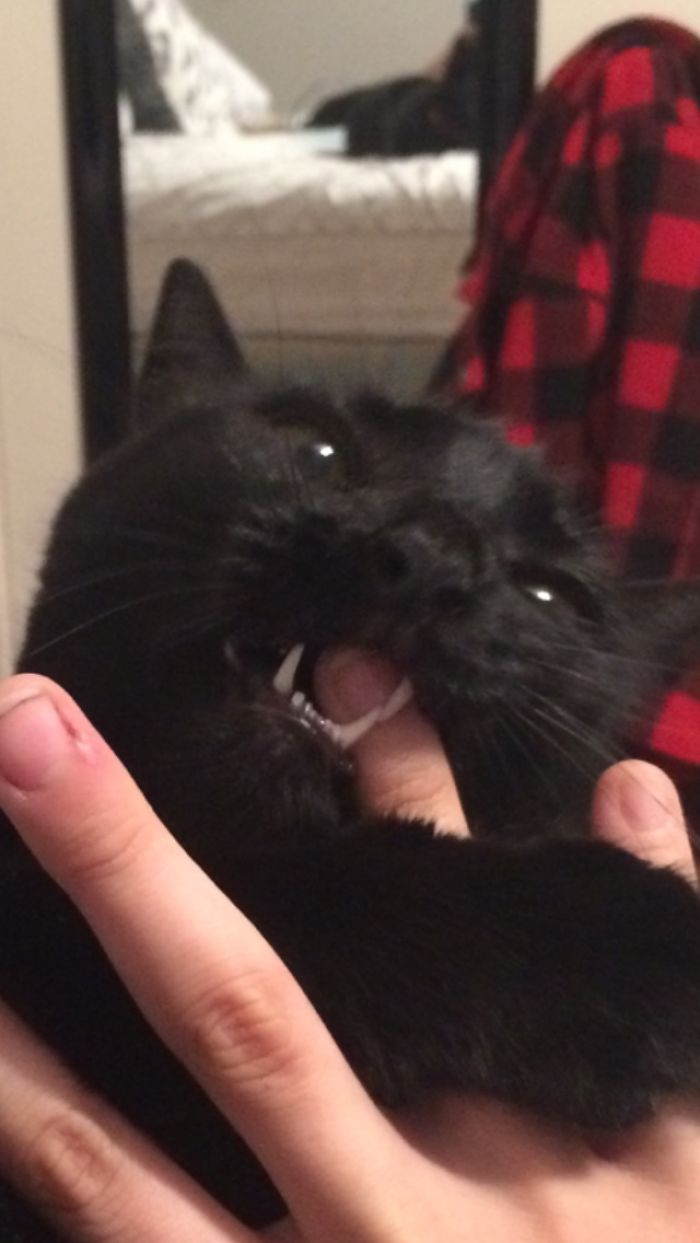 Meet My Beautifully Unphotogenic Cats Meet My Beautifully Unphotogenic Cats