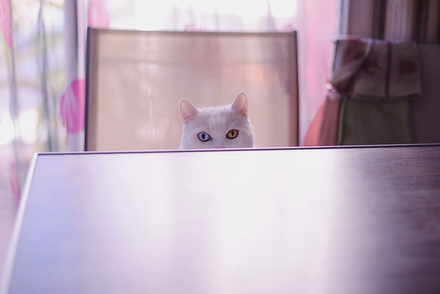 Tihon: Very Special Cat With Odd Eyes Tihon: Very Special Cat With Odd Eyes