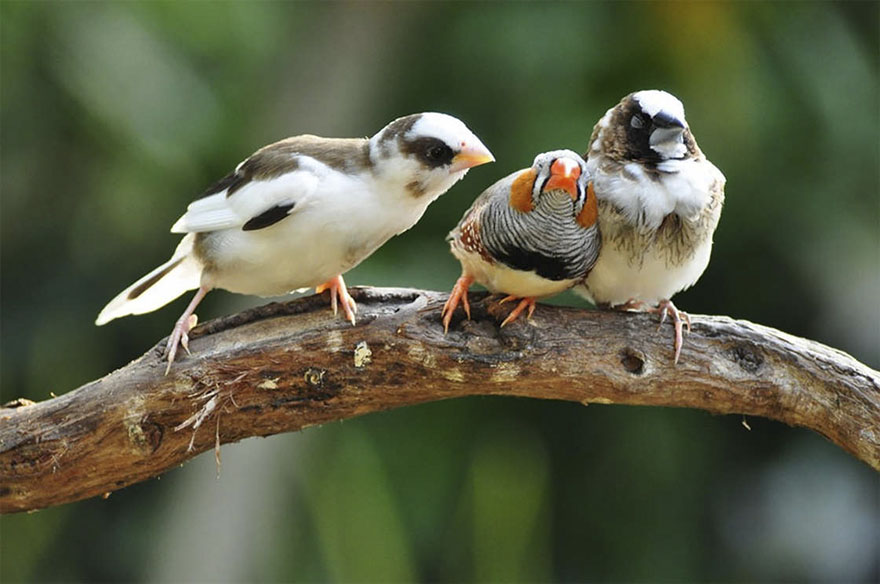 14 Hilarious Entries To The 2017 Comedy Wildlife Photography Awards