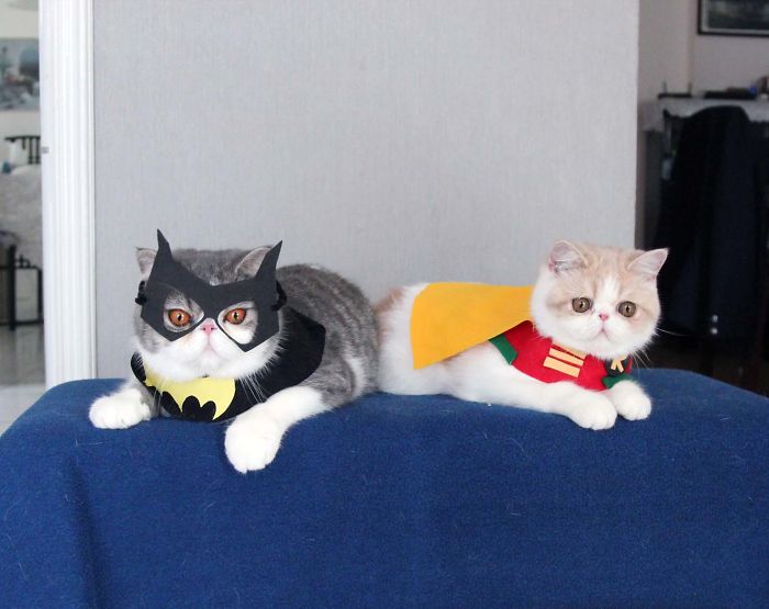 I Make Costumes For My Cats I Make Costumes For My Cats