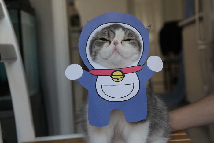 I Make Costumes For My Cats I Make Costumes For My Cats