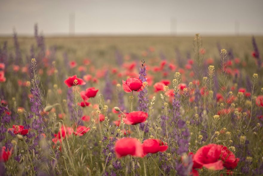 We Surprised The Awesomeness Of Childhood In A Poppy Field We Surprised The Awesomeness Of Childhood In A Poppy Field