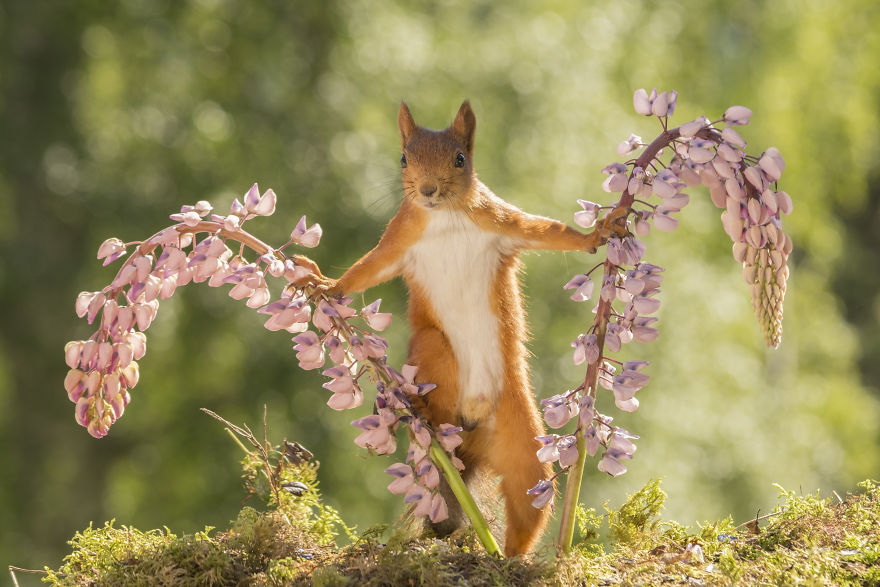 Squirrels Doing Karate Squirrels Doing Karate