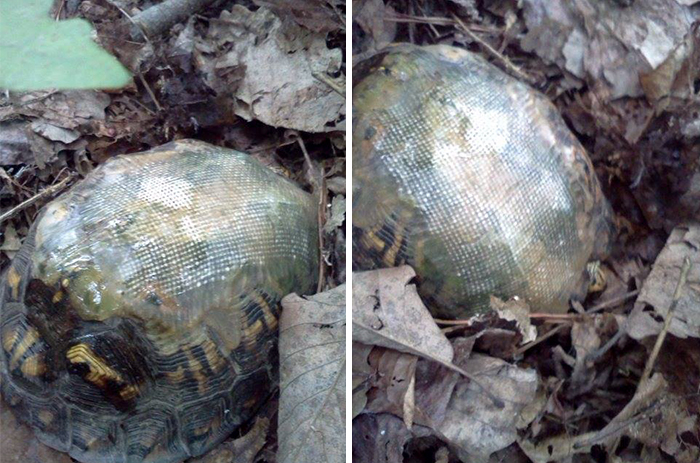 Vet Uses Fiberglass To Fix Turtle&#8217;s Shell Broken In Car Accident And Releases Him In Woods, Then A Few Years Later&#8230;