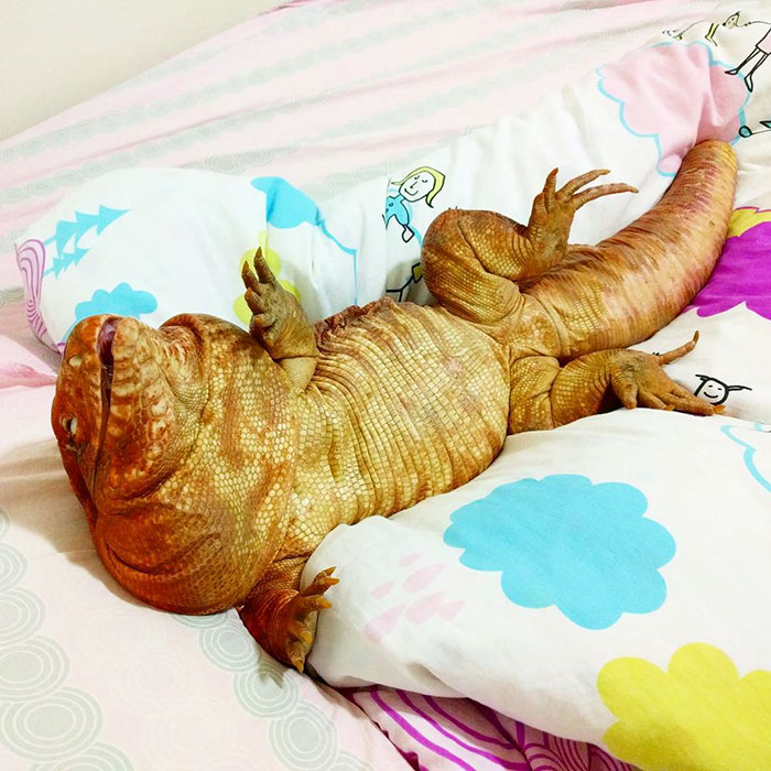 This Dog-Sized Lizard Is Instagram’s Latest Four-Legged Sensation, And His Pics Will Make Your Day This Dog-Sized Lizard Is Instagram’s Latest Four-Legged Sensation, And His Pics Will Make Your Day