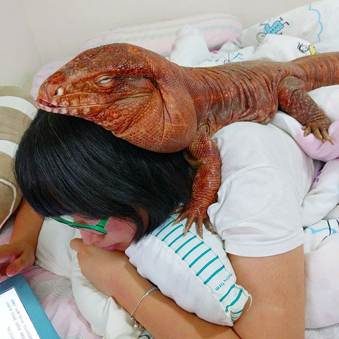 This Dog-Sized Lizard Is Instagram’s Latest Four-Legged Sensation, And His Pics Will Make Your Day This Dog-Sized Lizard Is Instagram’s Latest Four-Legged Sensation, And His Pics Will Make Your Day