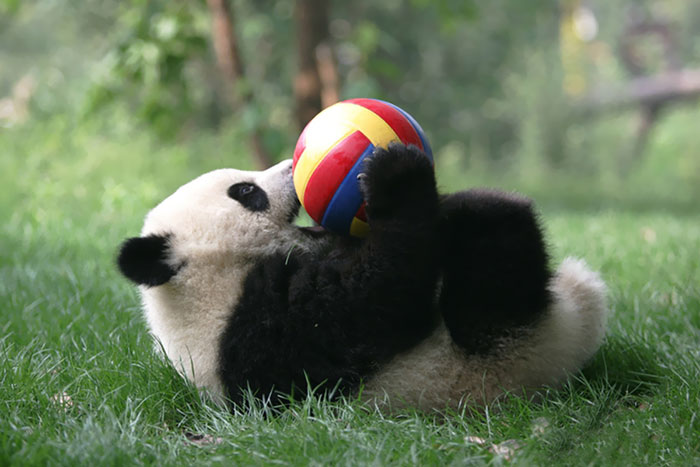 Panda “Daycare” Exists And Is Most Adorable Place On Earth Panda “Daycare” Exists And Is Most Adorable Place On Earth