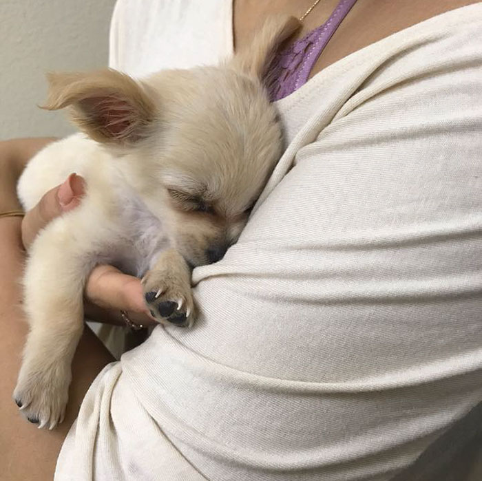 Puppy Abandoned At The Airport Had A Heartbreaking Note From His Owner, And It’ll Make You Cry Puppy Abandoned At The Airport Had A Heartbreaking Note From His Owner, And It’ll Make You Cry