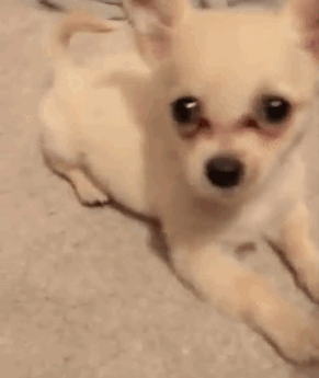 Puppy Abandoned At The Airport Had A Heartbreaking Note From His Owner, And It’ll Make You Cry Puppy Abandoned At The Airport Had A Heartbreaking Note From His Owner, And It’ll Make You Cry