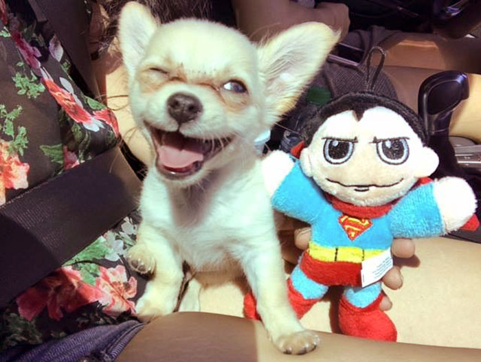 Puppy Abandoned At The Airport Had A Heartbreaking Note From His Owner, And It’ll Make You Cry Puppy Abandoned At The Airport Had A Heartbreaking Note From His Owner, And It’ll Make You Cry