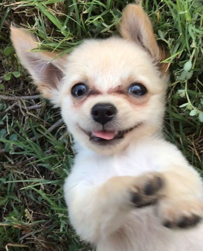 Puppy Abandoned At The Airport Had A Heartbreaking Note From His Owner, And It’ll Make You Cry Puppy Abandoned At The Airport Had A Heartbreaking Note From His Owner, And It’ll Make You Cry