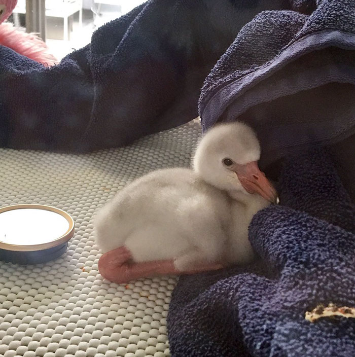 Baby Flamingo Tries Hard To Be Adult, Becomes Internet Star
