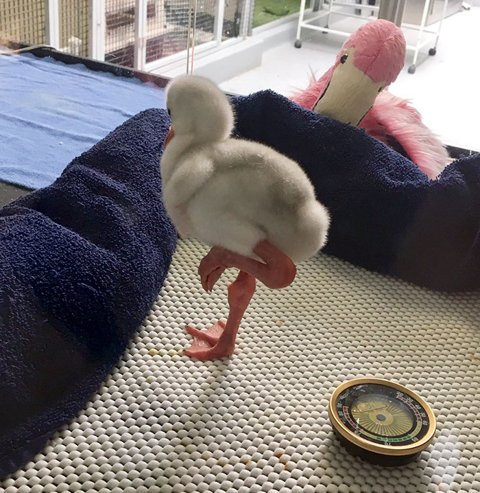 Baby Flamingo Tries Hard To Be Adult, Becomes Internet Star