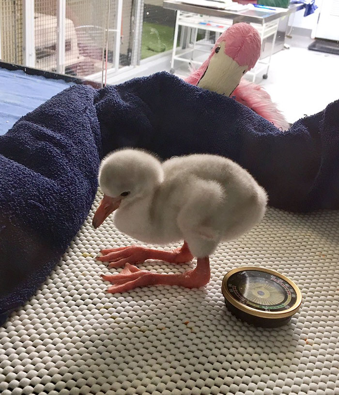 Baby Flamingo Tries Hard To Be Adult, Becomes Internet Star
