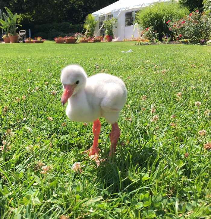 Baby Flamingo Tries Hard To Be Adult, Becomes Internet Star