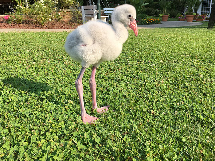 Baby Flamingo Tries Hard To Be Adult, Becomes Internet Star