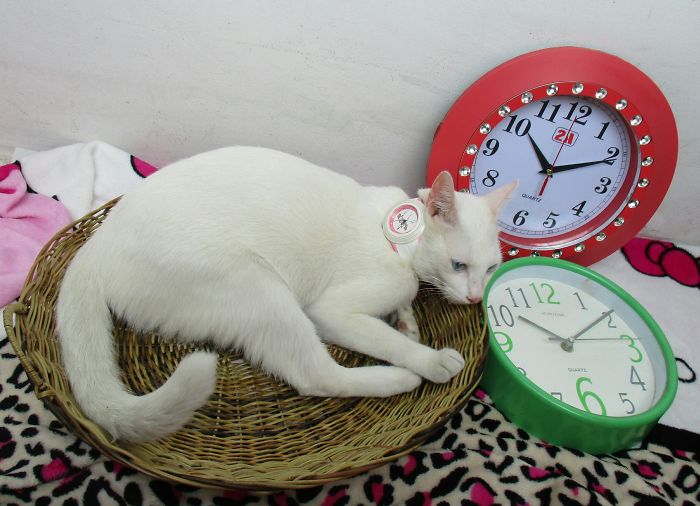 49 People Who Are Seriously Ready For 4th Of July (Add Your Pic) 49 People Who Are Seriously Ready For 4th Of July (Add Your Pic)