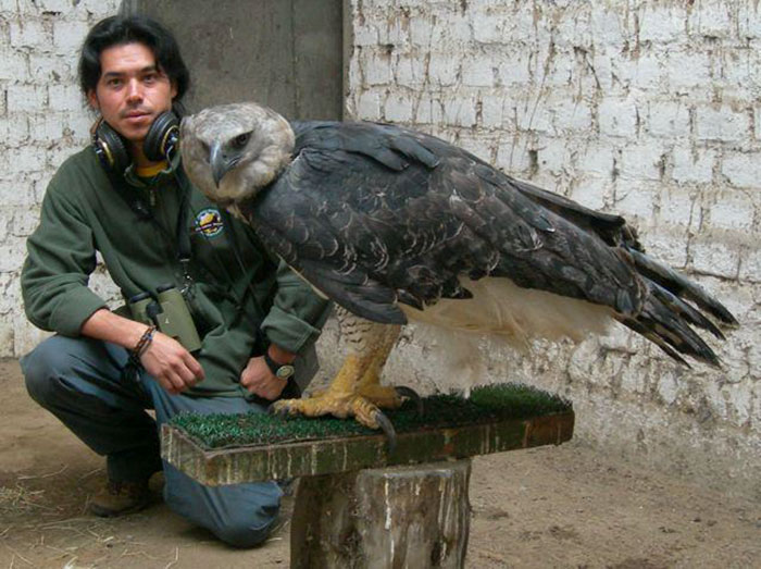 Meet The Fearsome Harpy, One of The Largest Eagles In The World Meet The Fearsome Harpy, One of The Largest Eagles In The World
