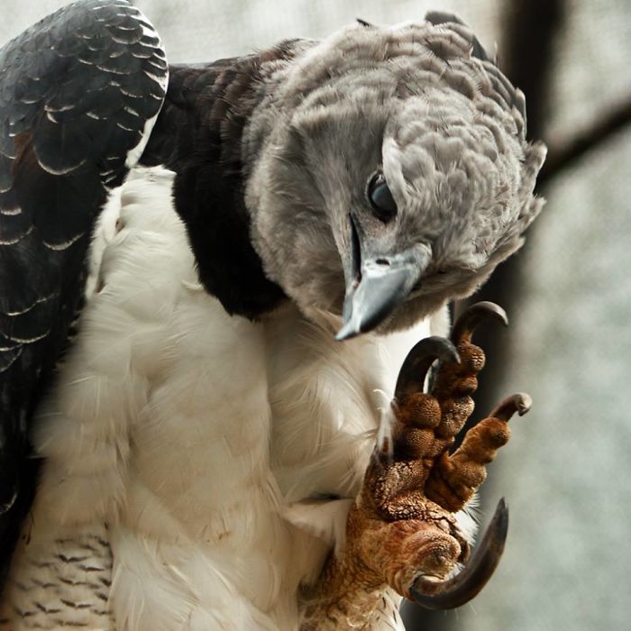 Meet The Fearsome Harpy, One of The Largest Eagles In The World Meet The Fearsome Harpy, One of The Largest Eagles In The World