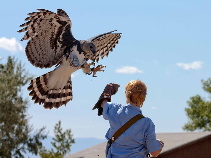 Meet The Fearsome Harpy, One of The Largest Eagles In The World Meet The Fearsome Harpy, One of The Largest Eagles In The World