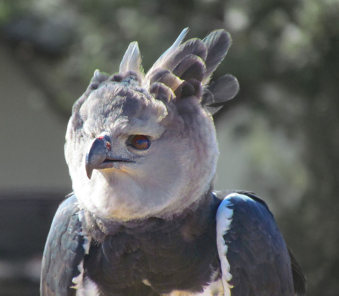 Meet The Fearsome Harpy, One of The Largest Eagles In The World Meet The Fearsome Harpy, One of The Largest Eagles In The World