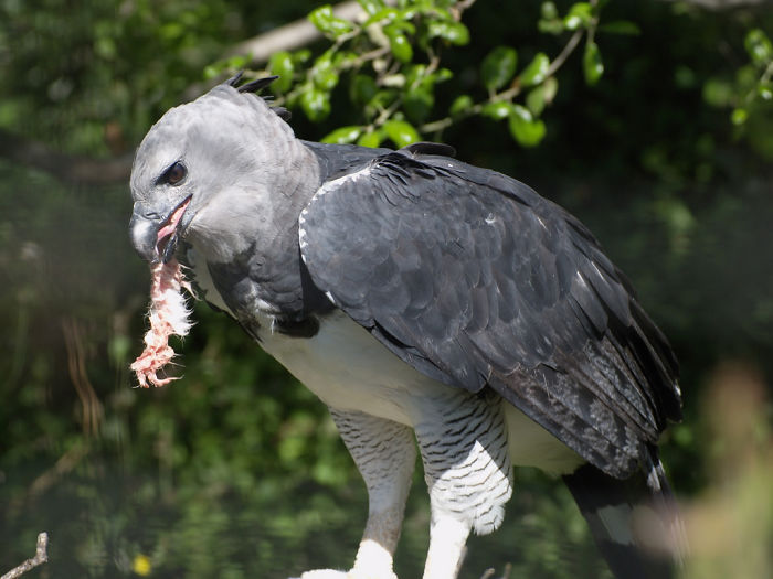 Meet The Fearsome Harpy, One of The Largest Eagles In The World Meet The Fearsome Harpy, One of The Largest Eagles In The World