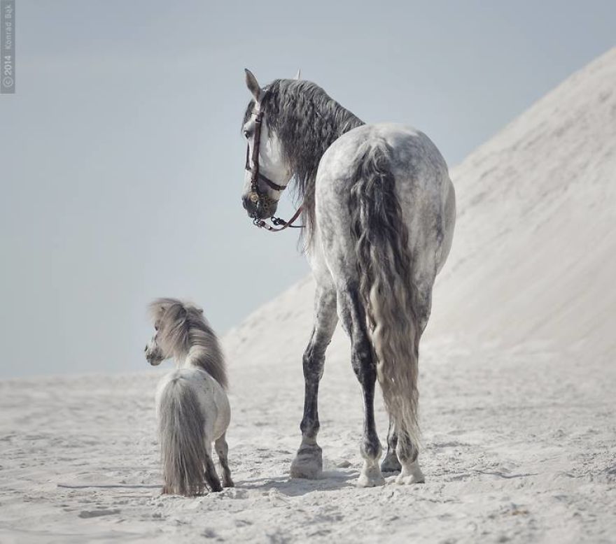 Where The Wild Horses Run Where The Wild Horses Run