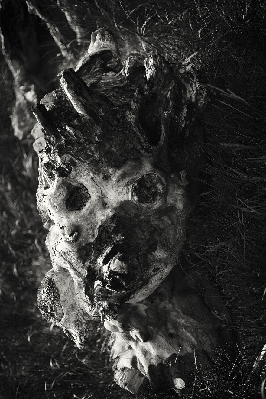 Wooden Creatures Photo Series – Nature’s Fantastical Shapes And Structures Wooden Creatures Photo Series – Nature’s Fantastical Shapes And Structures