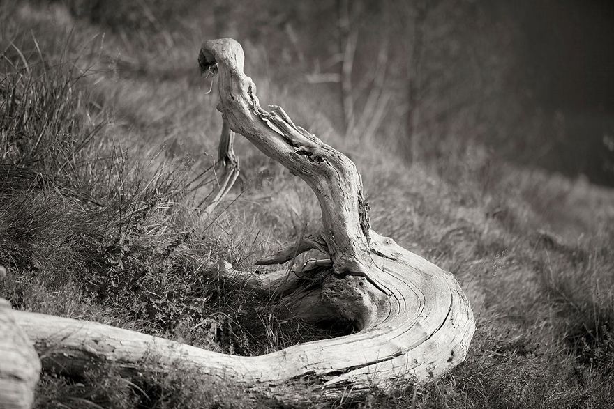 Wooden Creatures Photo Series – Nature’s Fantastical Shapes And Structures Wooden Creatures Photo Series – Nature’s Fantastical Shapes And Structures