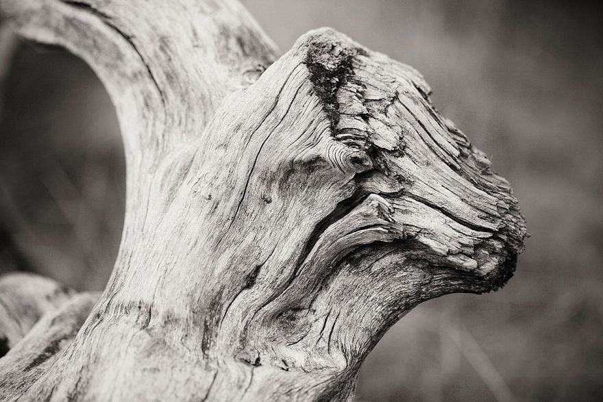 Wooden Creatures Photo Series – Nature’s Fantastical Shapes And Structures Wooden Creatures Photo Series – Nature’s Fantastical Shapes And Structures
